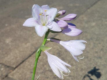Hosta sieboldiana Wide Brim Weißrandige Garten Funkie